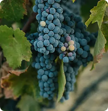 Winery bus charter